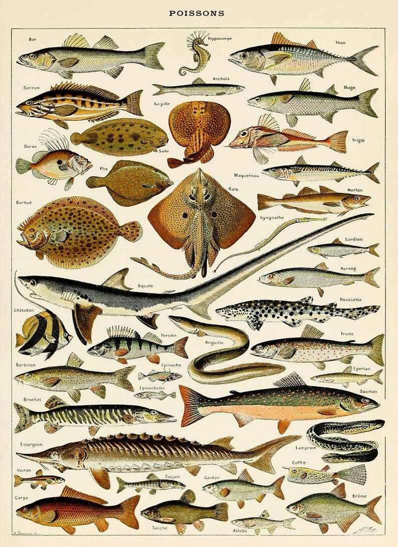 1000 Piece Wooden Puzzle for Adults Fish Nautical Sea Life Adolphe Millot Poissons Scientific Jigsaw Puzzle Challenging for Youth Fun Puzzle Family Educational Game Toys Activities Gift