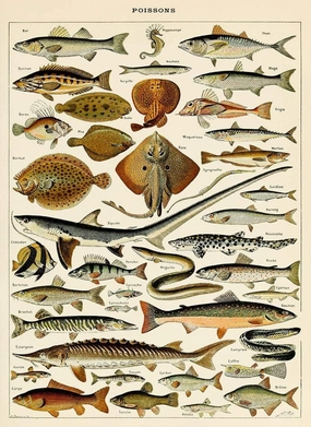 1000 Piece Wooden Puzzle for Adults Fish Nautical Sea Life Adolphe Millot Poissons Scientific Jigsaw Puzzle Challenging for Youth Fun Puzzle Family Educational Game Toys Activities Gift