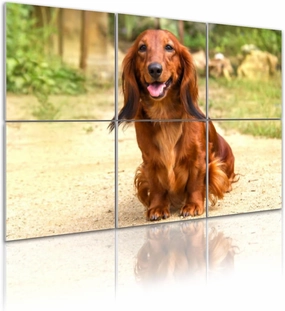 6 Pack Art Acoustic Panels Portrait dog breed long haired Dachshund bright red color open air Sound Absorbing Panel 48"x72" Soundproof Wall Panels Acoustic Wall Art for Studios, Office, Theaters