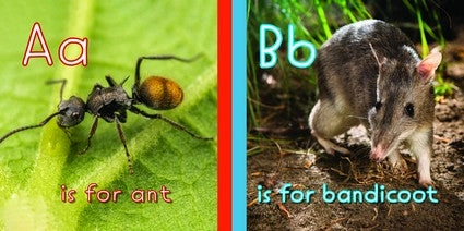 ABC Australian Animals (Board Book) Kids Book