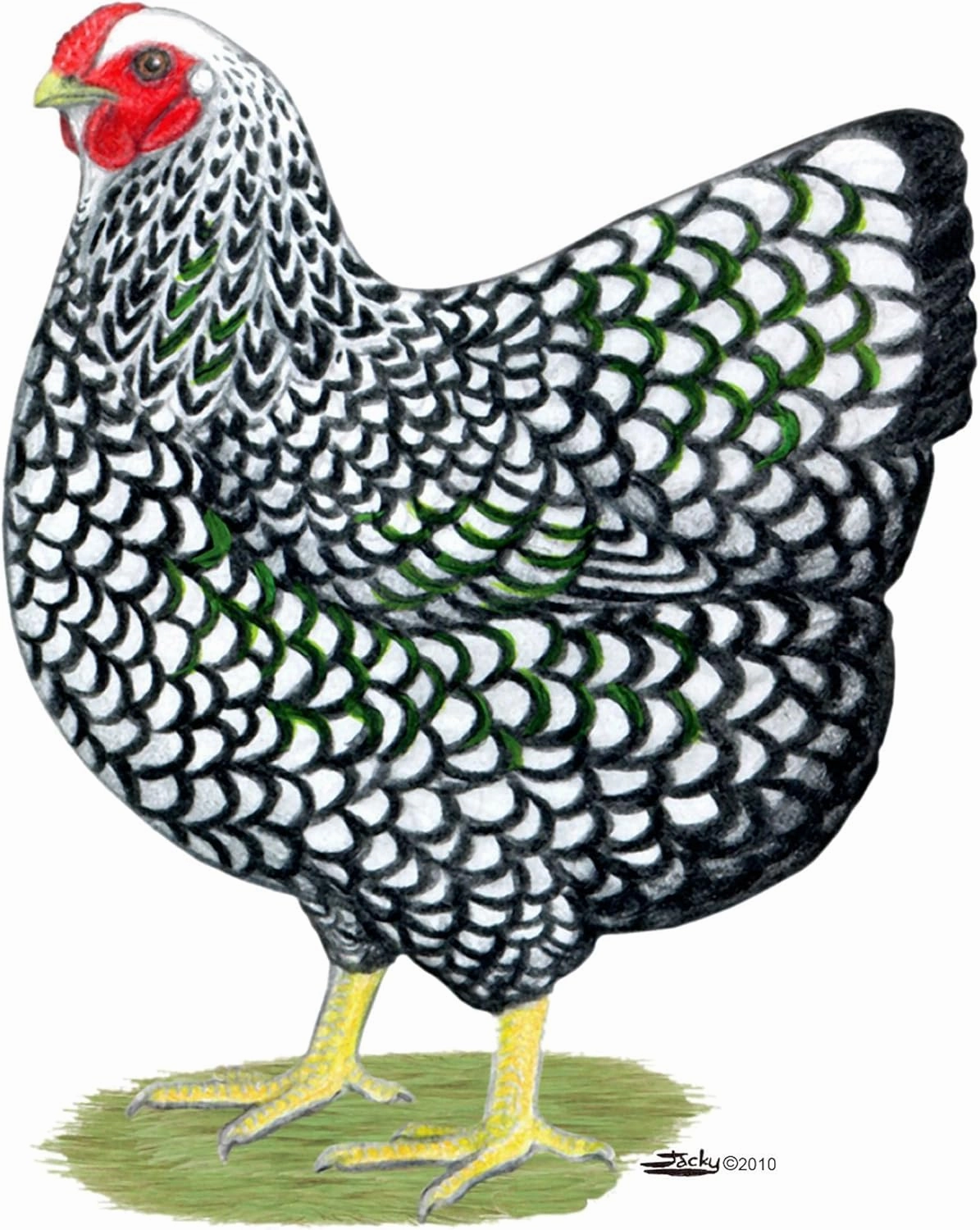 CafePress Wyandotte Silver Hen Oval Car Bumper Sticker(10-Pack)