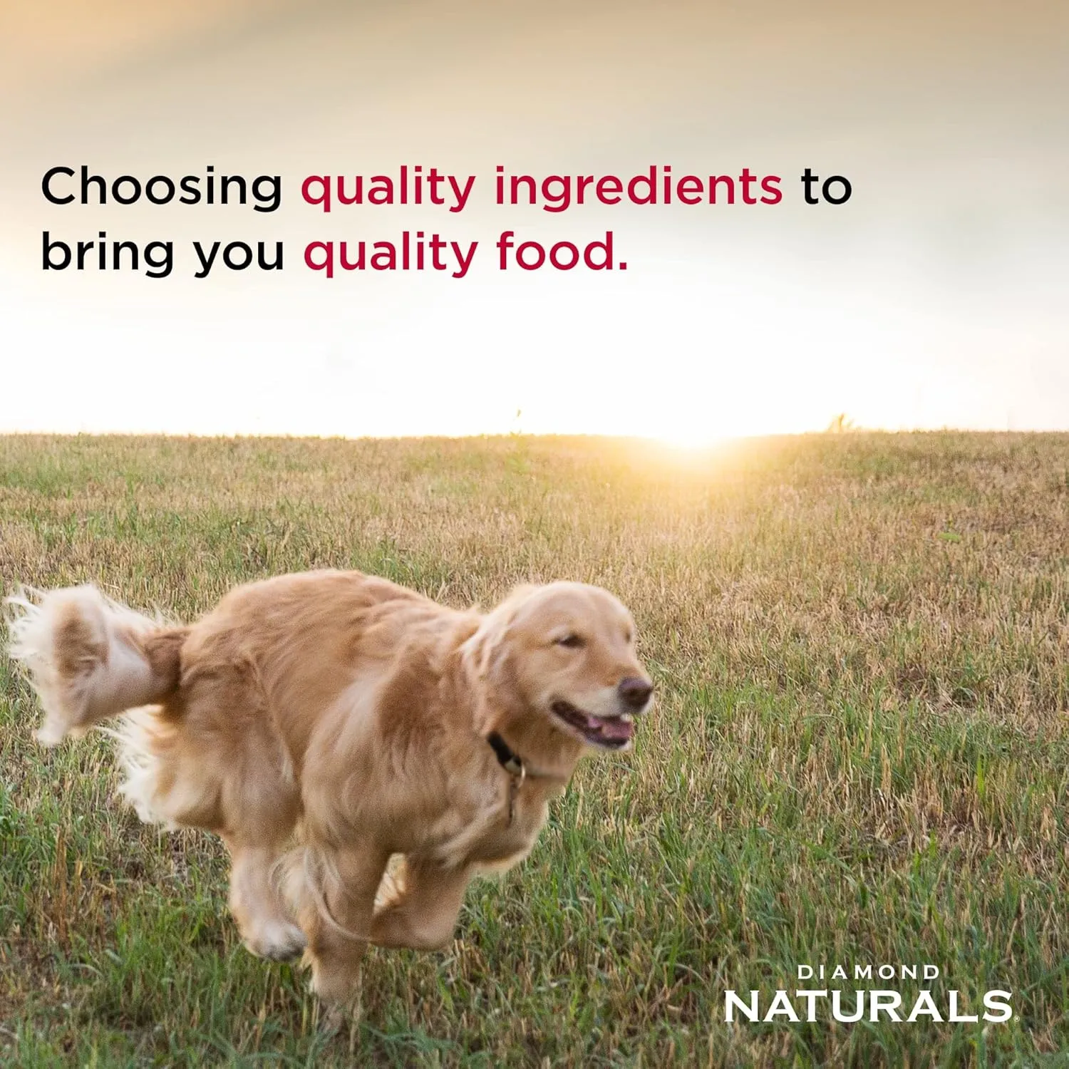 Diamond Naturals Large Breed Adult Dry Dog Food Lamb Meal and Rice Formula with Protein from Real Lamb, Probiotics and Essential Nutrients to Support Balanced and Overall Health in Adult Dogs 40lb